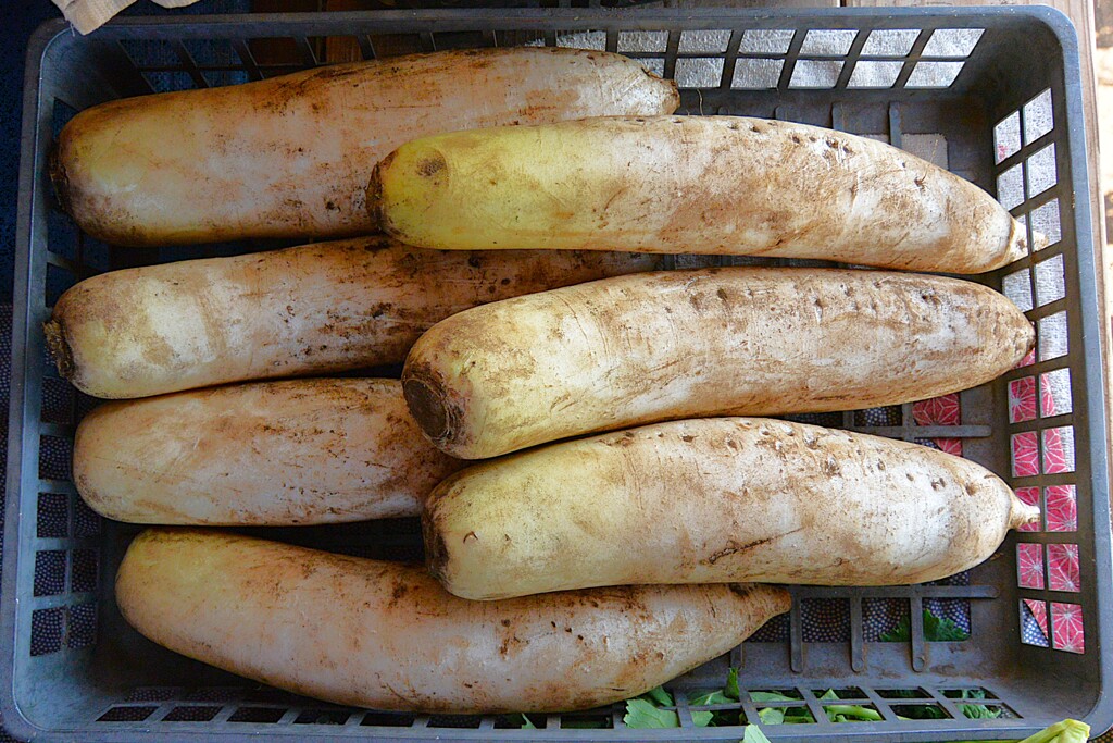 菜園・ダイコン、穴埋め保存を収穫