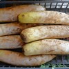 菜園・ダイコン、穴埋め保存を収穫