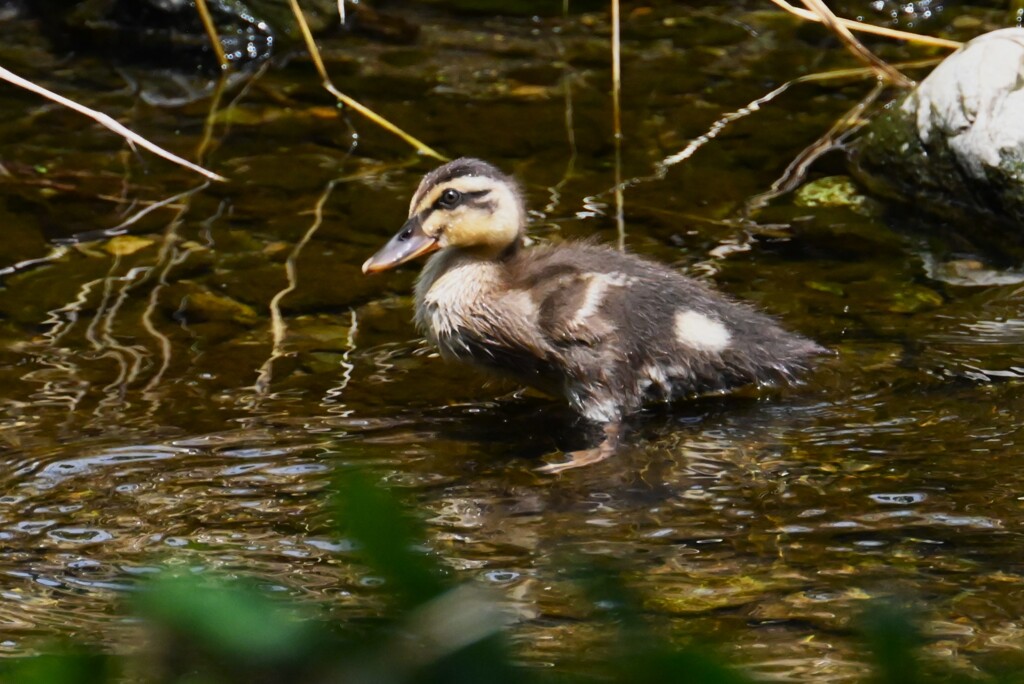 K川・カルガモひな4羽健在 (2)