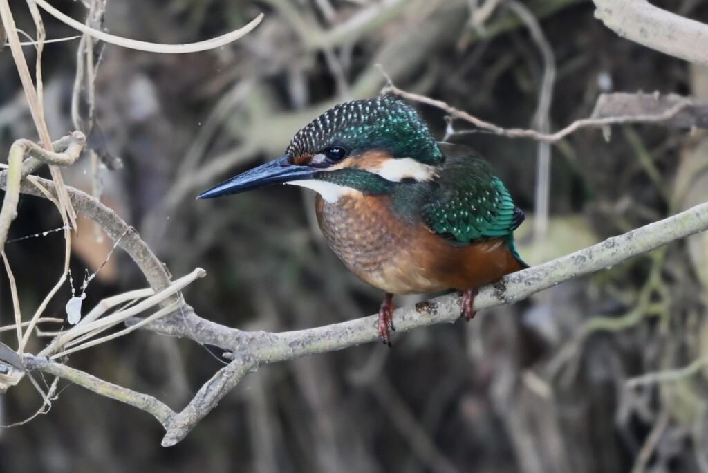 K川中流域・カワセミ♂幼鳥 