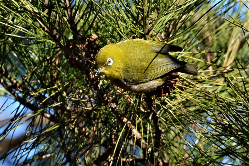 松の木メジロ