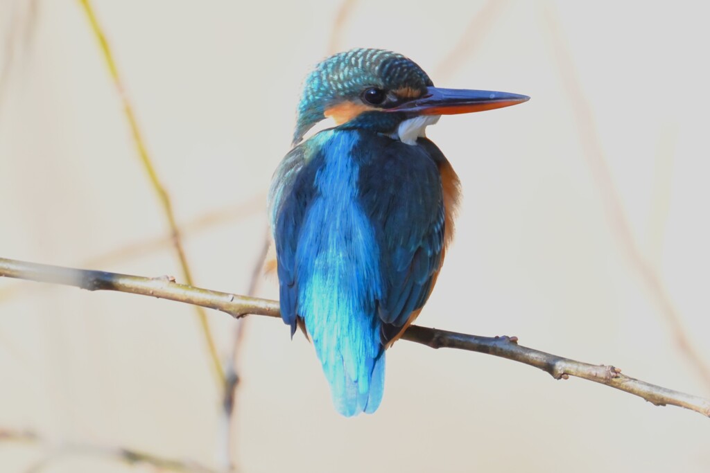 Ｋ川・上流のカワセミ♀（逆光空で）
