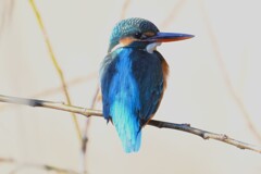Ｋ川・上流のカワセミ♀（逆光空で）