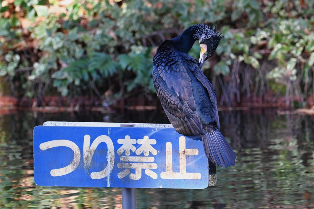 都内公園・つり禁止に止まったカワウ