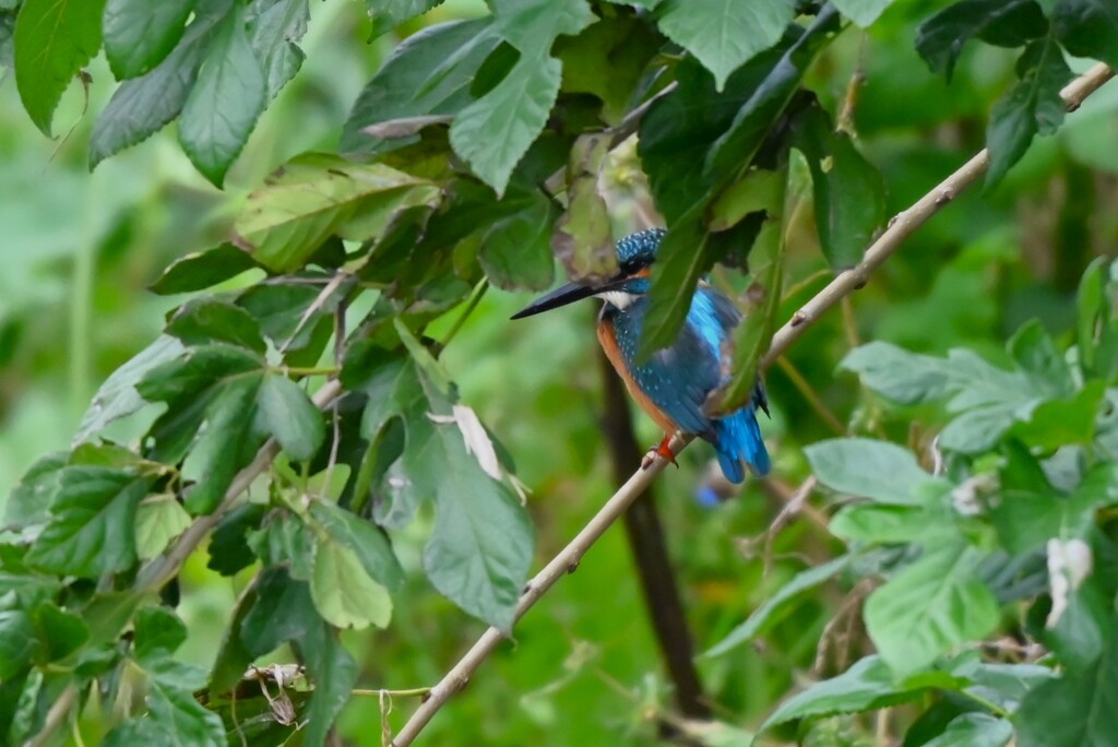 K川下流域・枝に隠れリベンジ誓う！カワセミ♂若