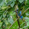 K川下流域・枝に隠れリベンジ誓う！カワセミ♂若