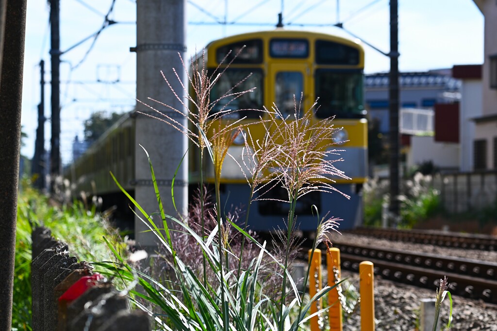 ススキ沿線・西武2000系