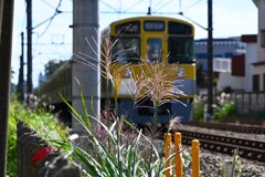 ススキ沿線・西武2000系