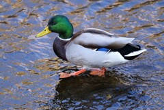 用水路・マガモ♂ヨチヨチ歩き