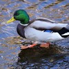 用水路・マガモ♂ヨチヨチ歩き
