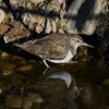 K川中流域・やっと訪れたイソシギ