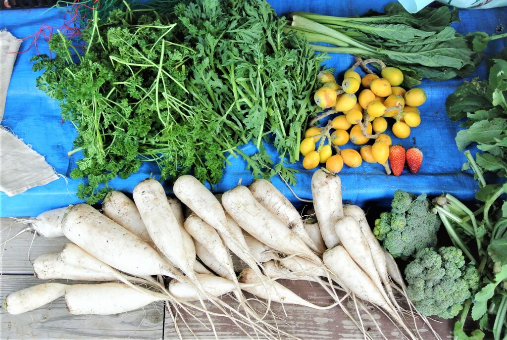 5月28日・初ビワ頂き物、その他収穫