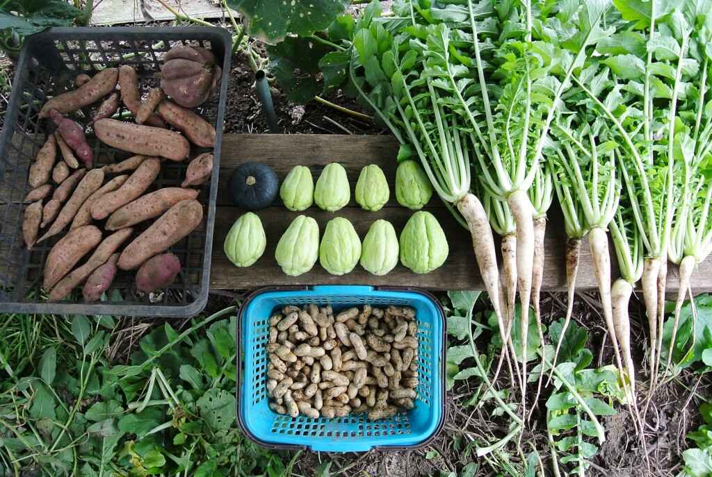 菜園・10月12日の全体収獲