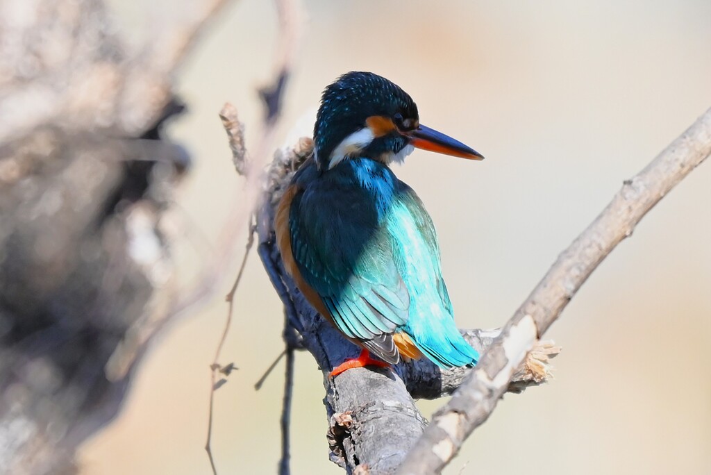 Ｋ川中流域・カワセミ♀若