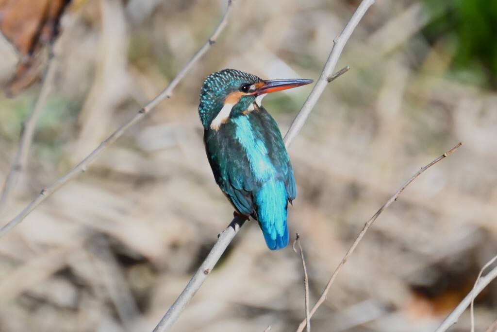 10時33分9羽目（♀）