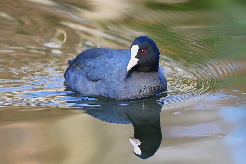 都内公園・オオバン