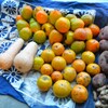 菜園・10月10日の柿２種類収穫