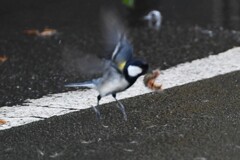 用水路・シジュウカラ、ついに巨大幼虫をくわえて飛んだ！