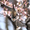 用水路・桜の蜜を吸うヒヨドリ
