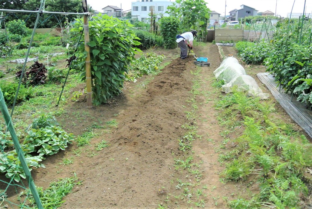 じゃがいも掘り風景