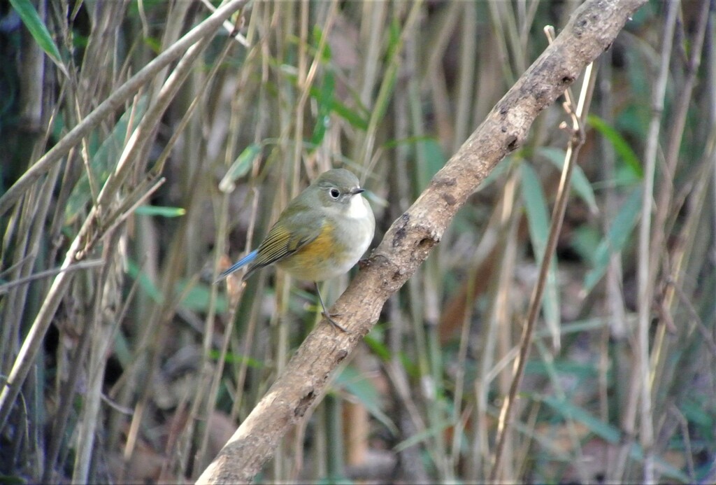 漂鳥（ルリビタキ♀タイプ・今季初見初撮り）