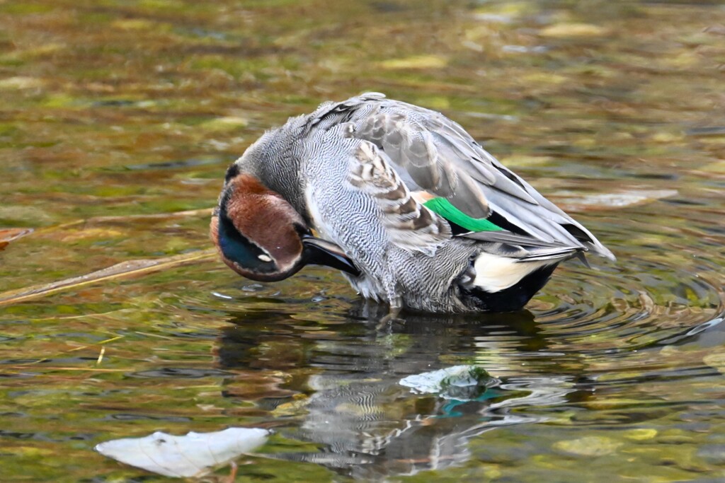 K川・コガモ♂羽繕い