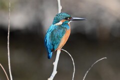 Ｋ川・上流のカワセミ♂..