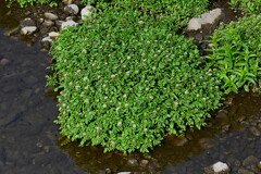 Ｋ川中流域・咲き始めたクレソンの花