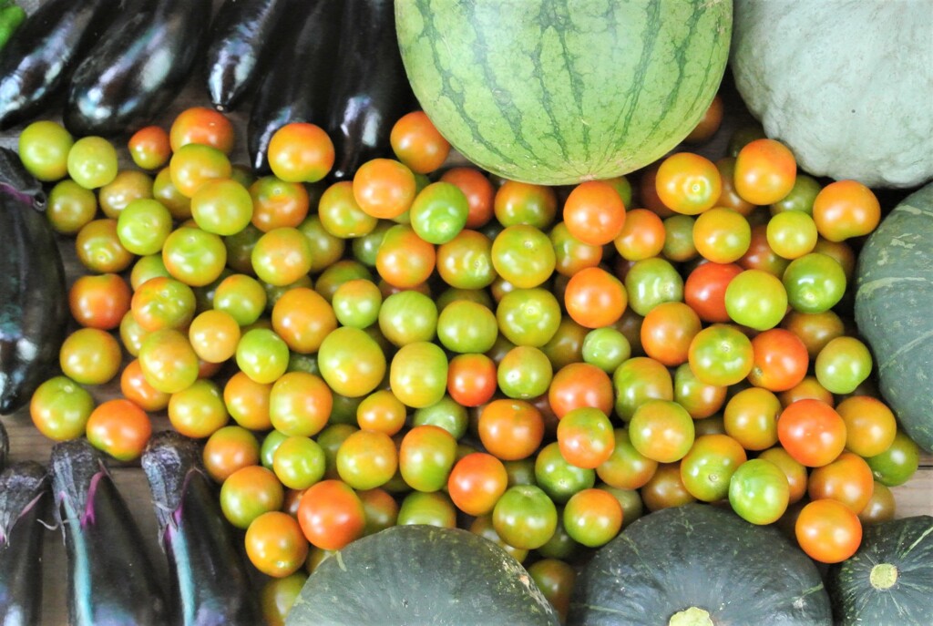 7月19日・ミニトマト追熟の為早めの収穫