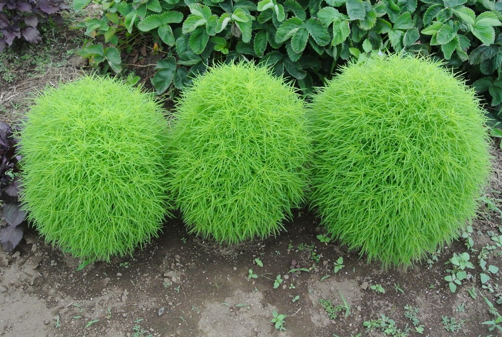 菜園・ホウキグサ（コキア）