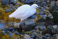 K川・ドジョウを捕まえたコサギ