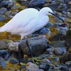 K川・ドジョウを捕まえたコサギ