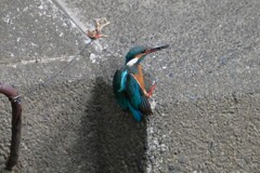 K川・カワセミ♀（餌をゲット）