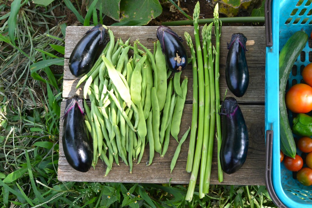 菜園・インゲン初収穫 