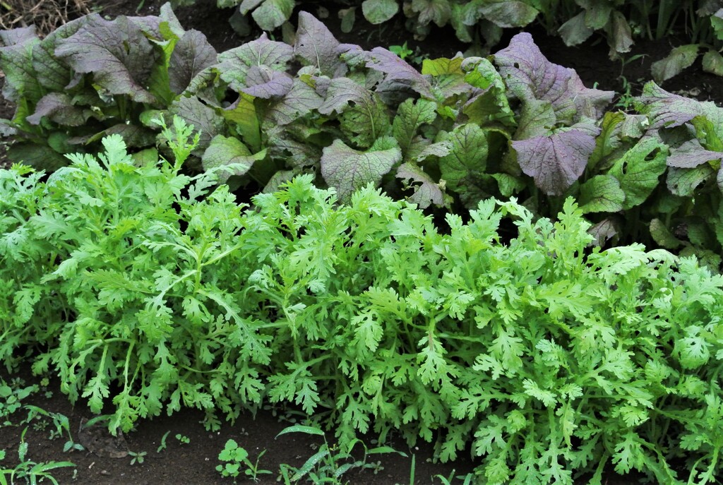 シュンギク(手前)とタカナ