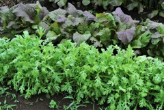 シュンギク(手前)とタカナ