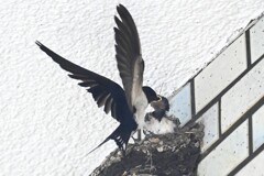 ツバメ・5羽のひなが1羽だけになった・・ 