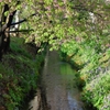 3月19日河津葉桜状況