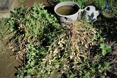 ラッカセイ最終収穫