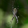 K川下流域・間もなく姿を消すナガコガネグモ