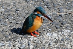 Ｋ川中流域・出張中のカワセミ♀