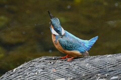 Ｋ川・上流のカワセミ♂後ろ向き