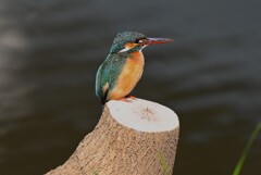 Ｋ川中流域・カワセミ♀