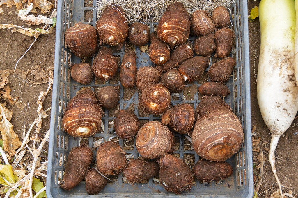 菜園・サトイモ掘り始めの収穫