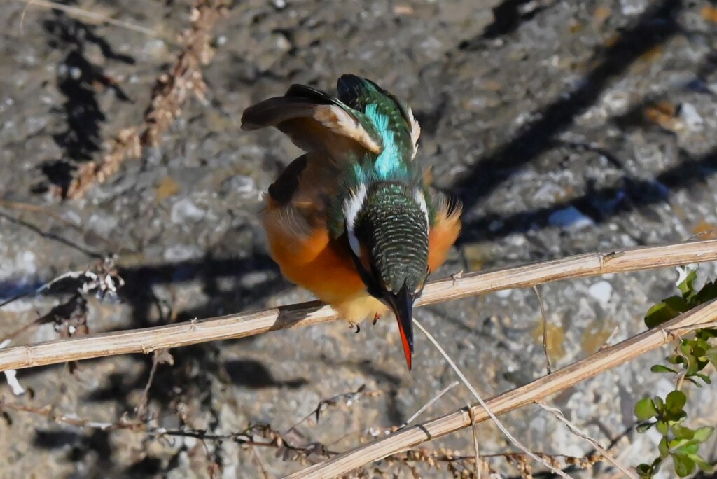 K川下流域・伸びをするカワセミ♀若