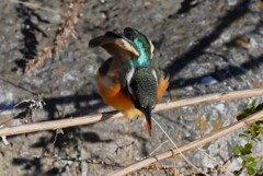 K川下流域・伸びをするカワセミ♀若
