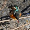 K川下流域・伸びをするカワセミ♀若