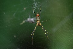 用水路・ジョロウグモ♀