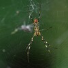 用水路・ジョロウグモ♀