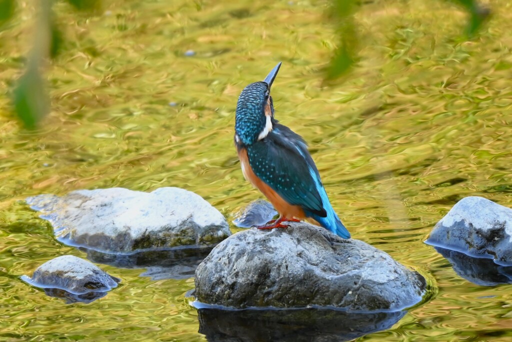 Ｋ川下流域・カワセミ♂若 